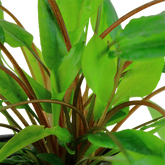 109 綠溫蒂椒草 Cryptocoryne wendtii 'Green'
